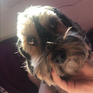 Meet your Posher, Savannah